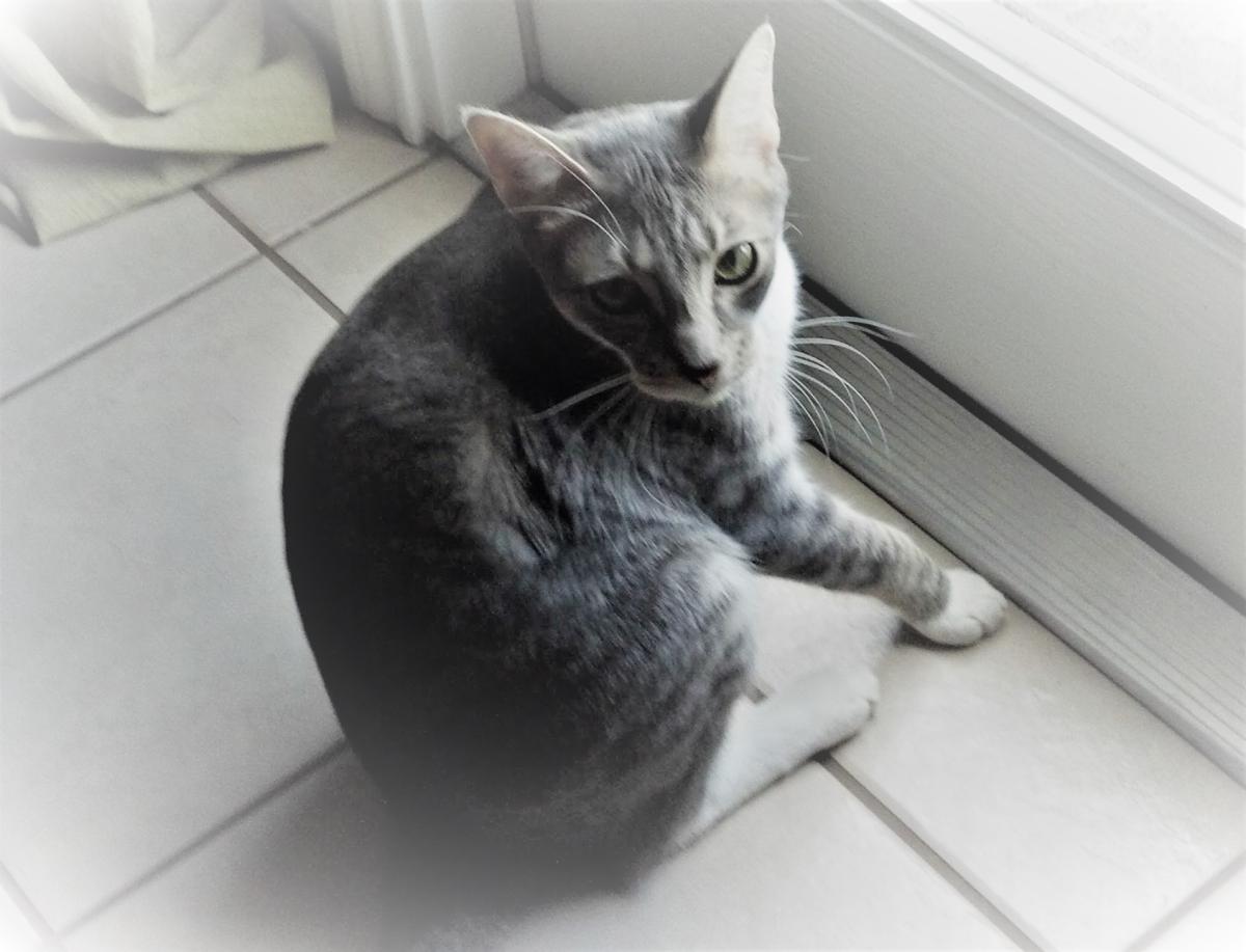 Image of Cash (grey/white), Lost Cat