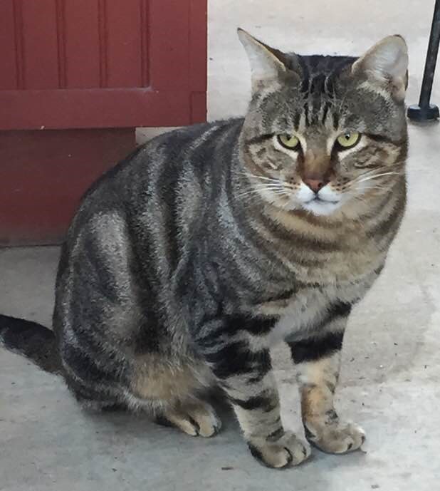 Image of Niles, Lost Cat