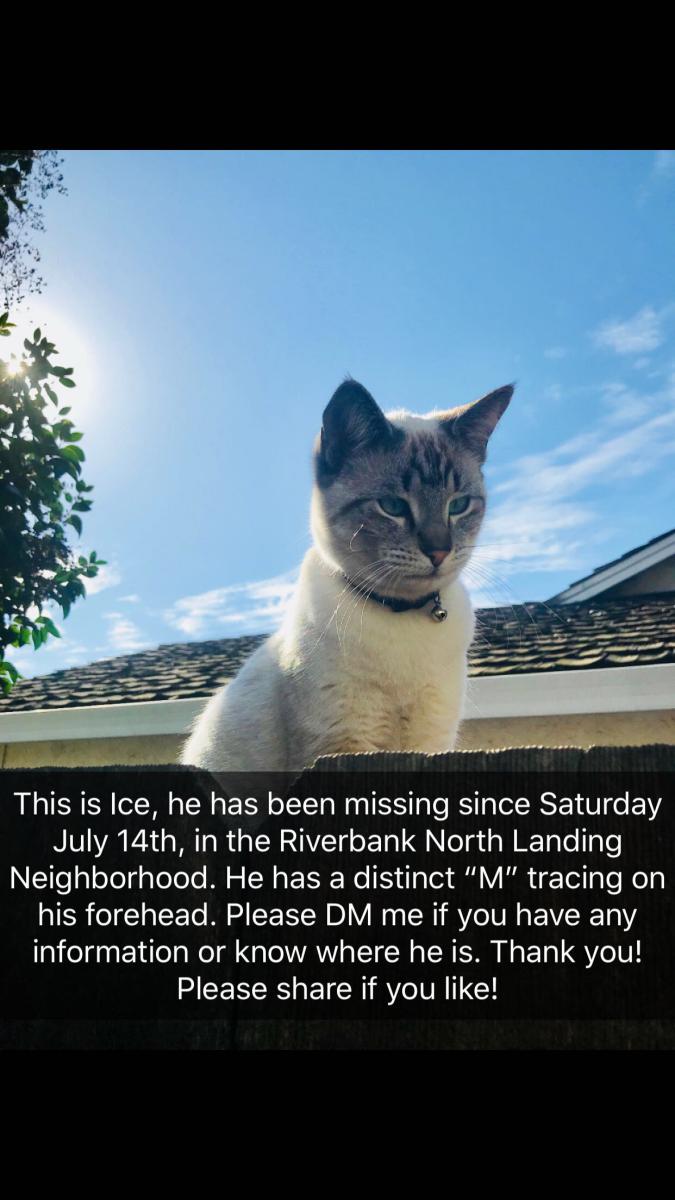 Image of Ice, Lost Cat