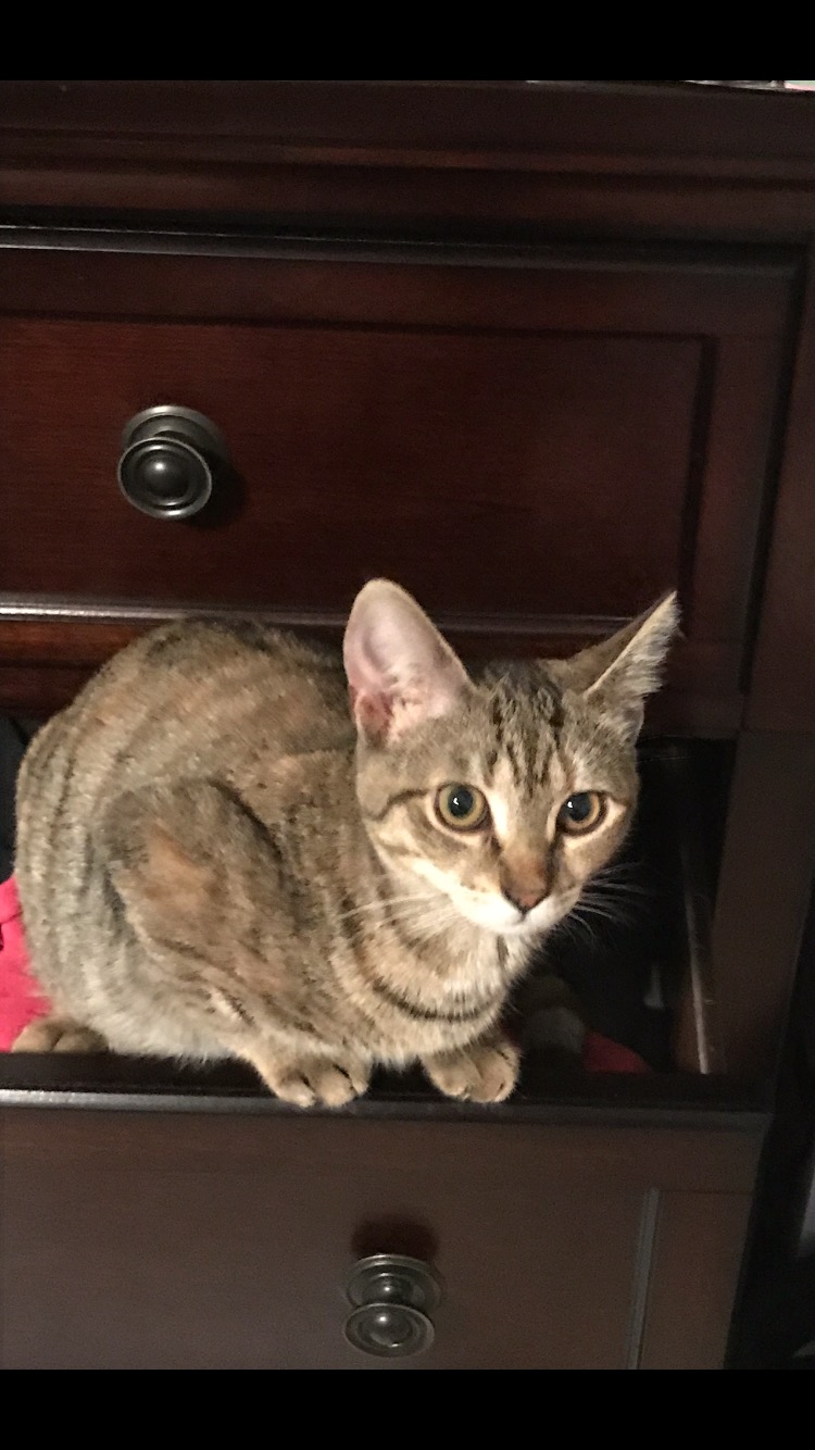 Image of Betty, Lost Cat