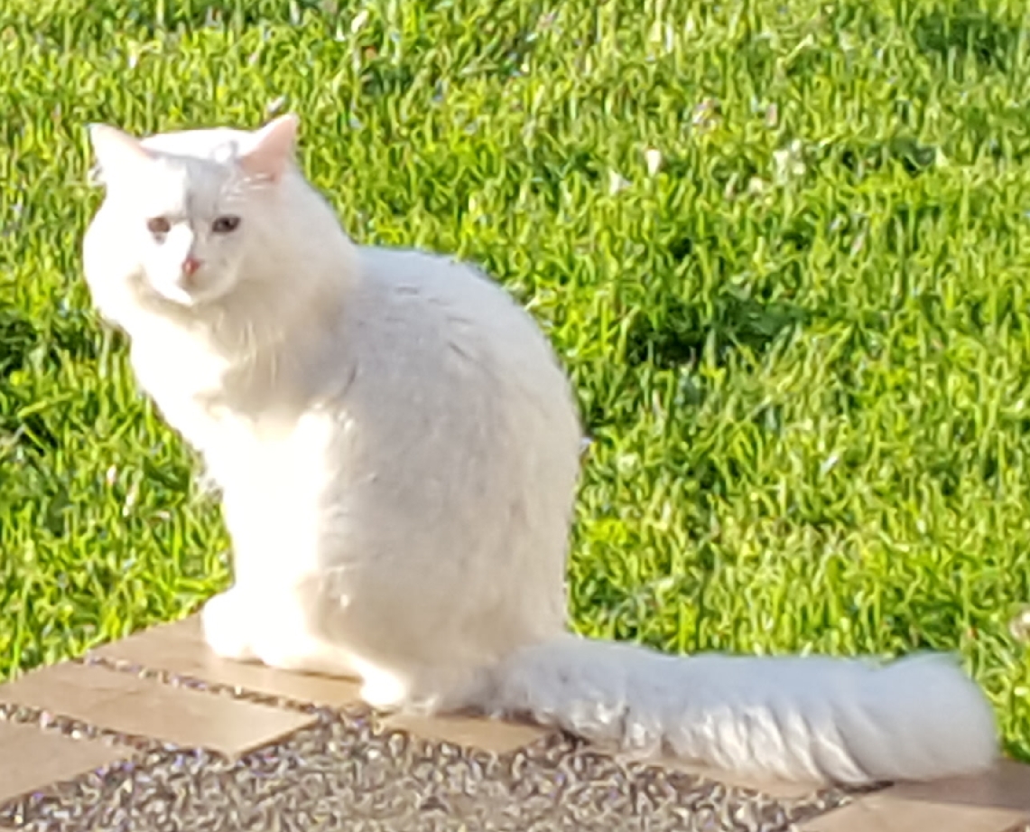 Image of BLUE, Lost Cat