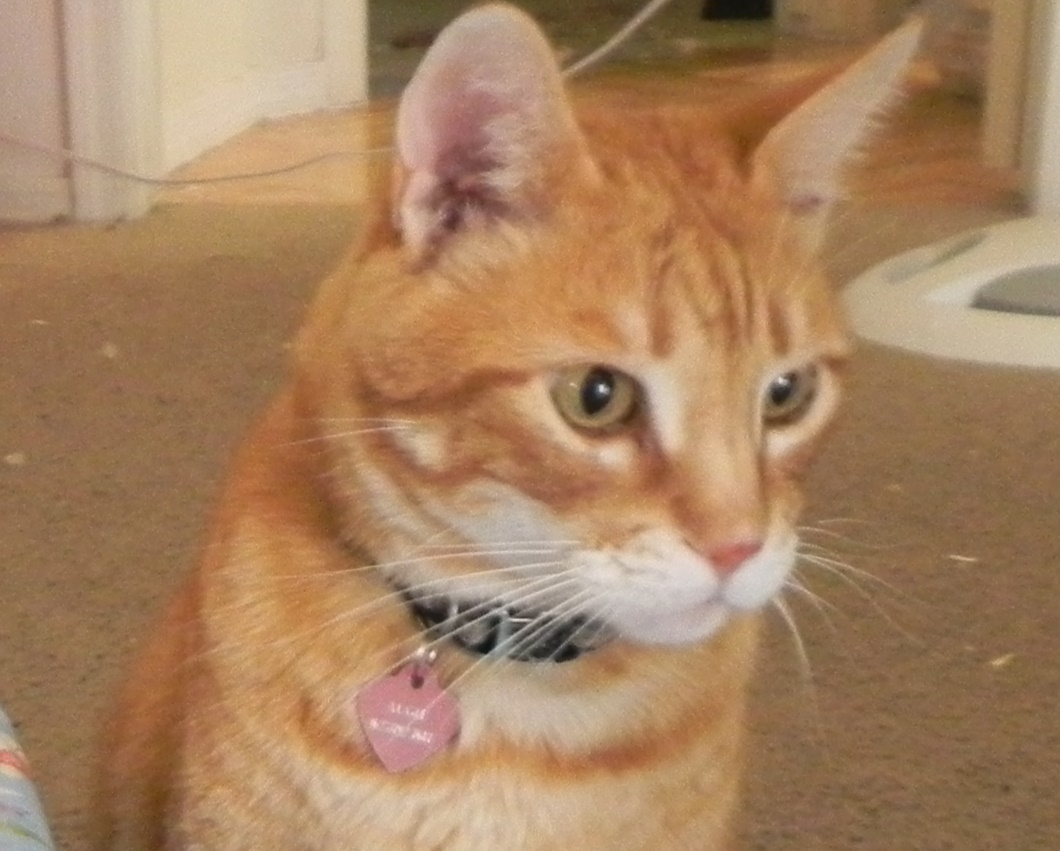 Image of Augie, Lost Cat