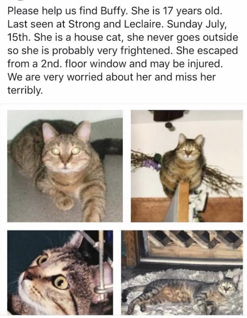 Image of Buffy, Lost Cat