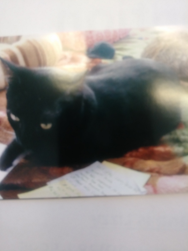 Image of Lizzy, Lost Cat