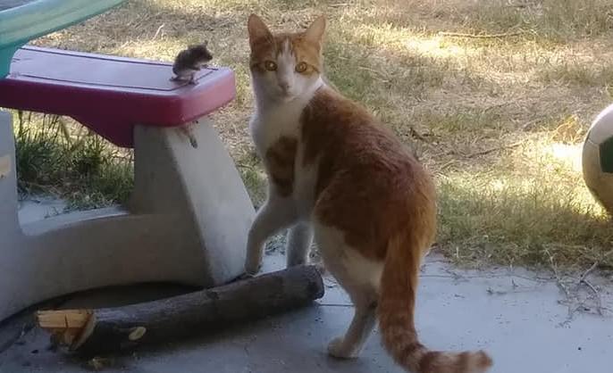 Image of Thomas O'Malley, Lost Cat