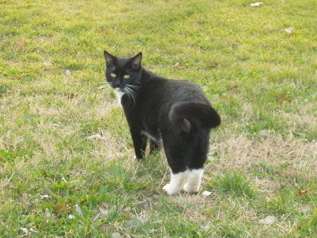 Image of Whisker, Lost Cat
