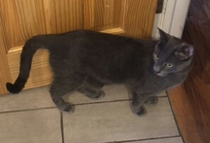 Image of Fatty, Lost Cat