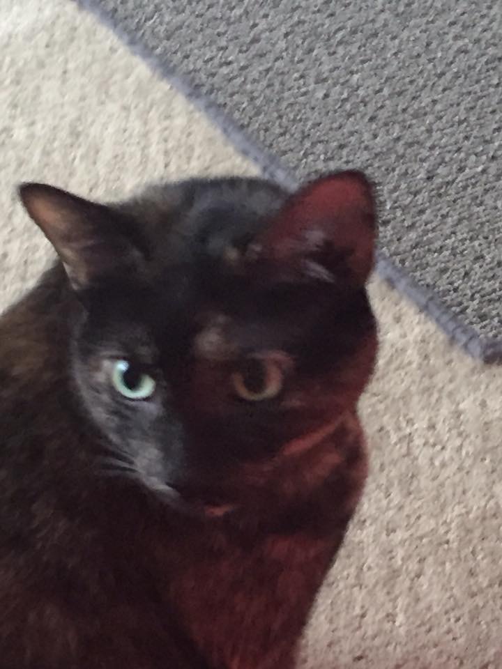 Image of Sadie, Lost Cat