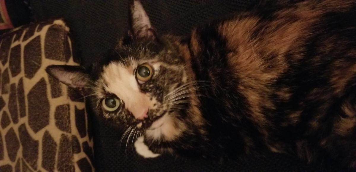Image of Millie, Lost Cat