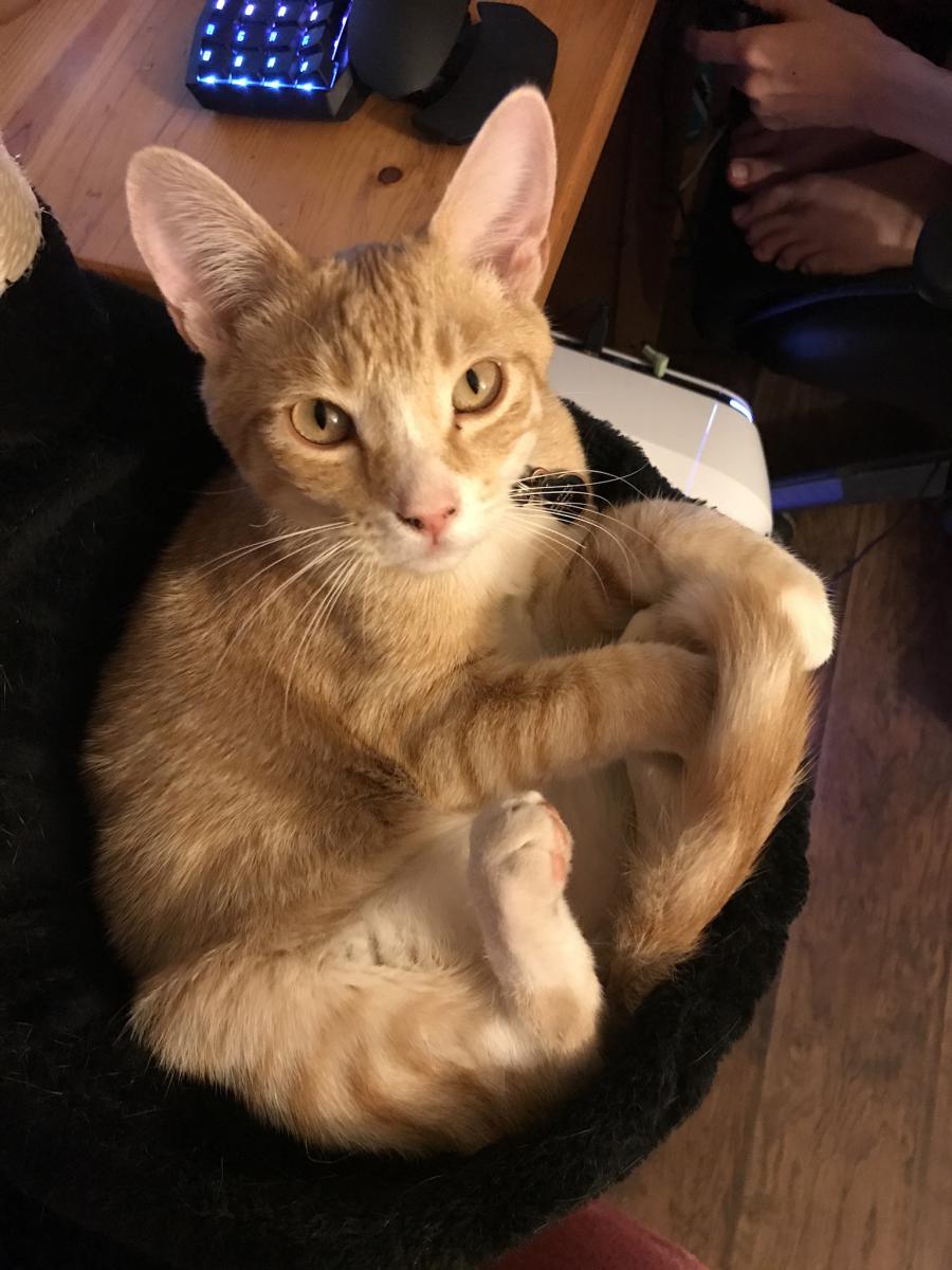 Image of Oliver (name in tag), Lost Cat