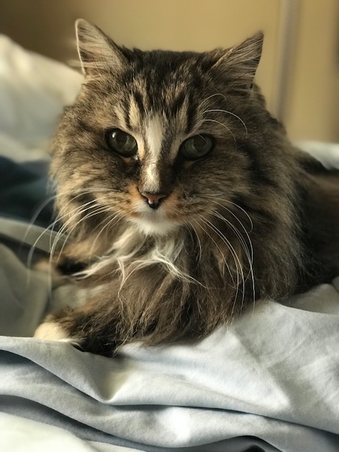 Image of Nefi, Lost Cat