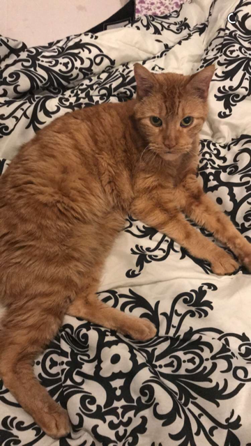 Image of Tipsy, Lost Cat