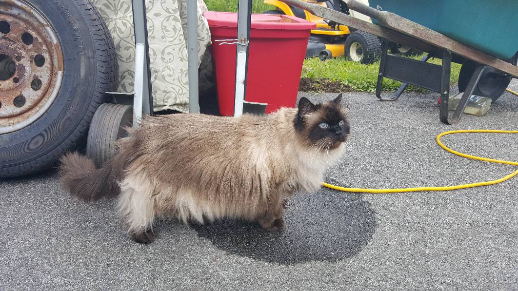 Image of Chin, Lost Cat