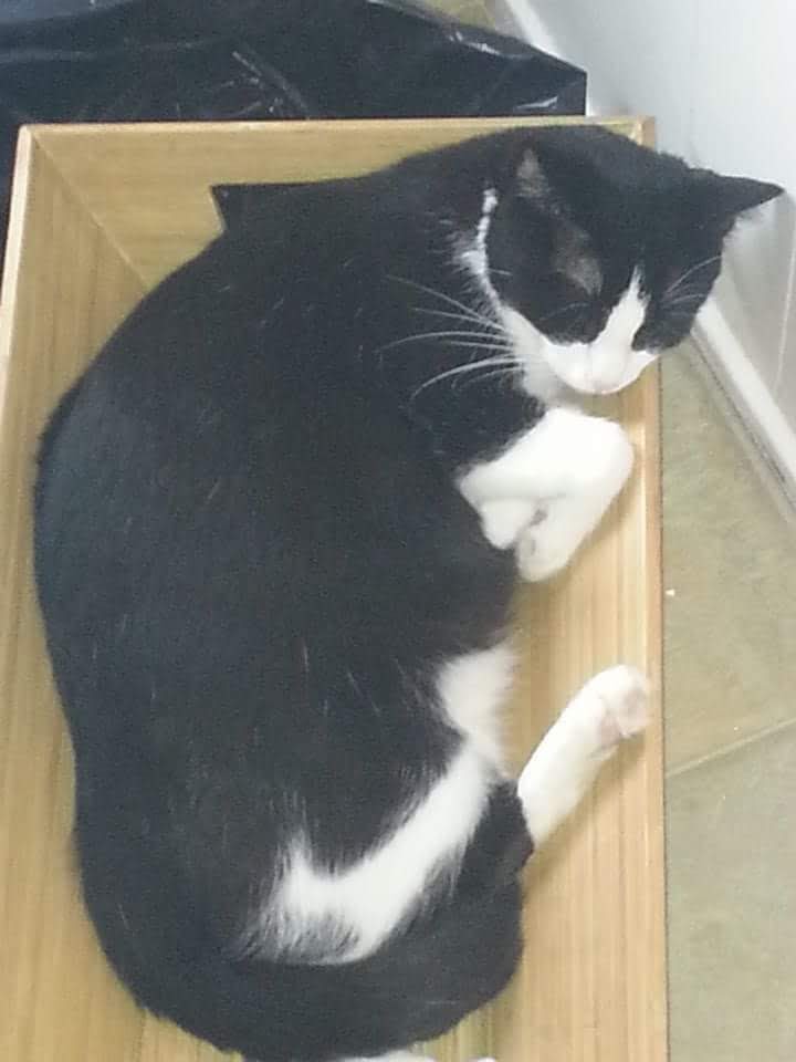 Image of Tobby, Lost Cat