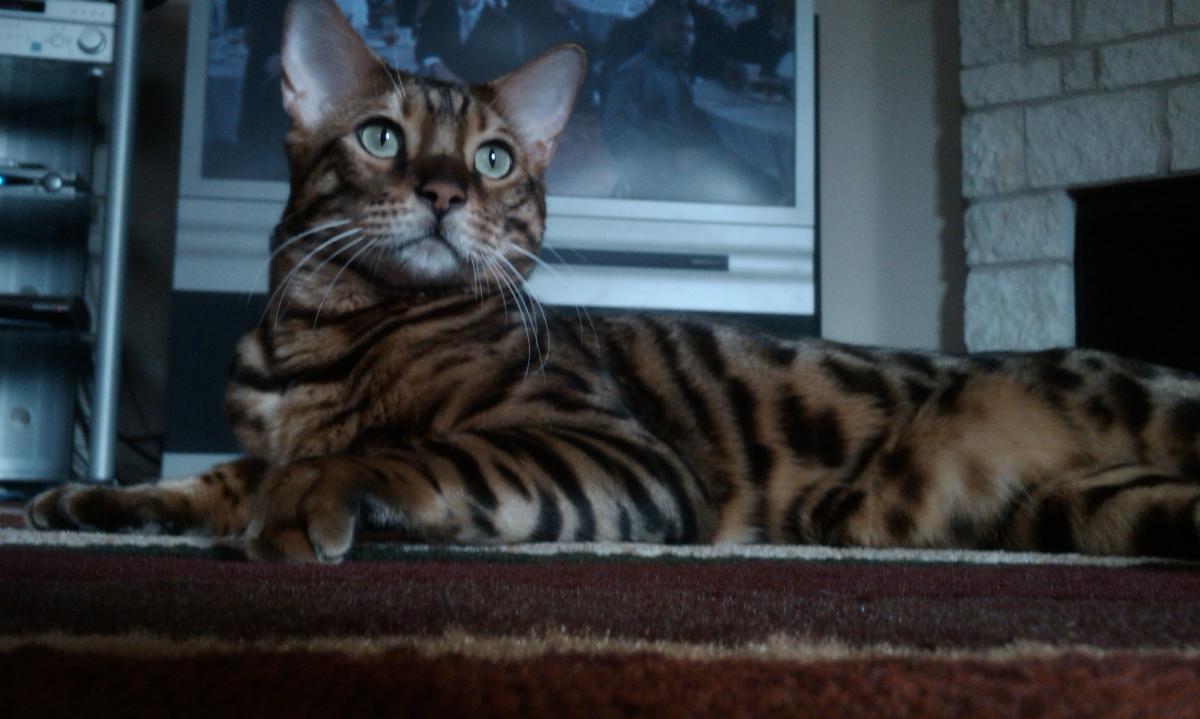 Image of Klitschko, Lost Cat