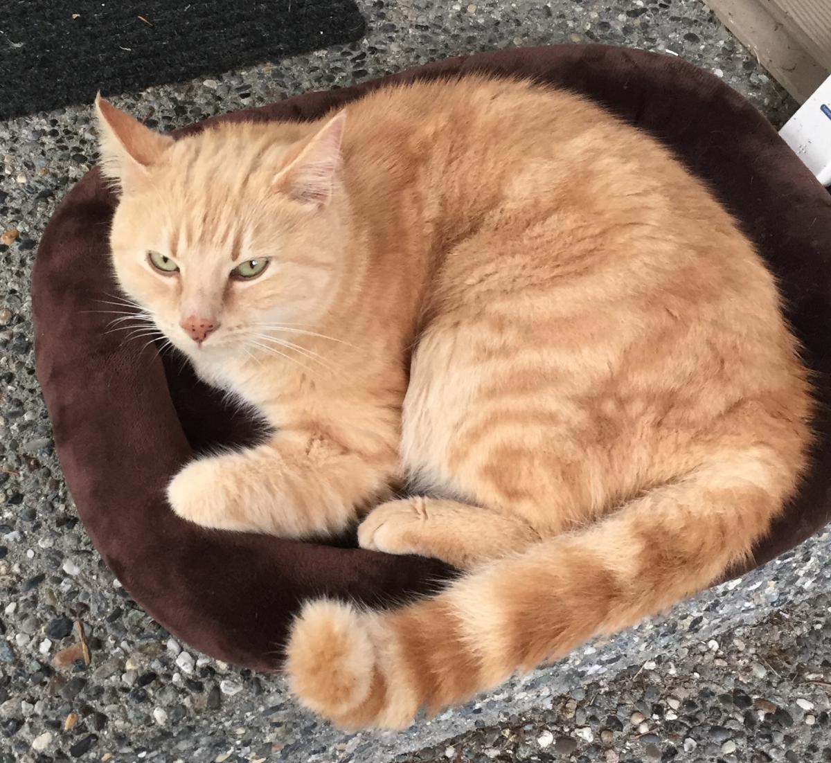 Image of Beau (Massachusetts), Lost Cat
