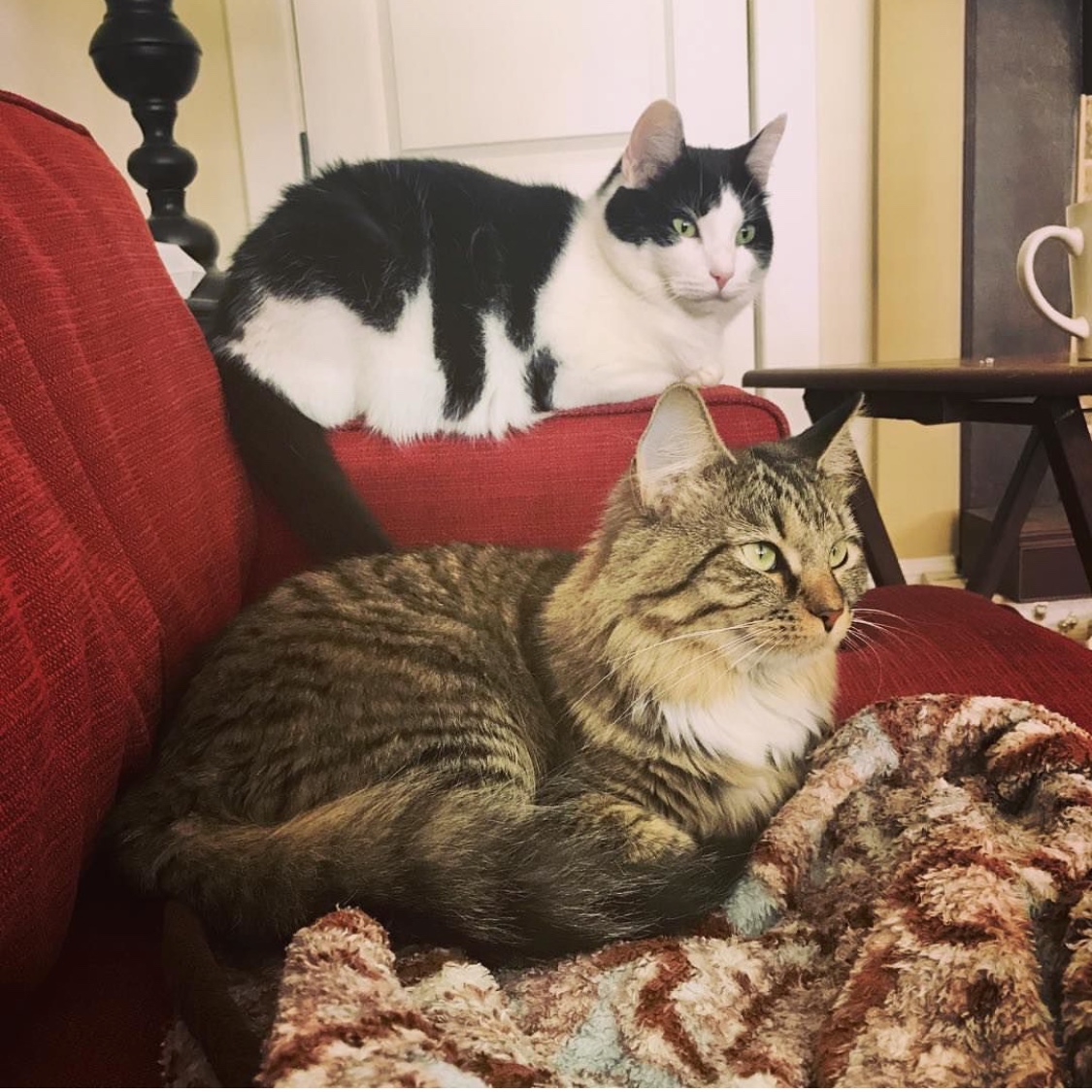 Image of Frankie and Piper, Lost Cat