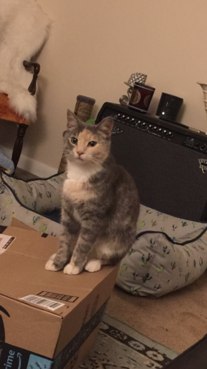Image of Cranberry, Lost Cat