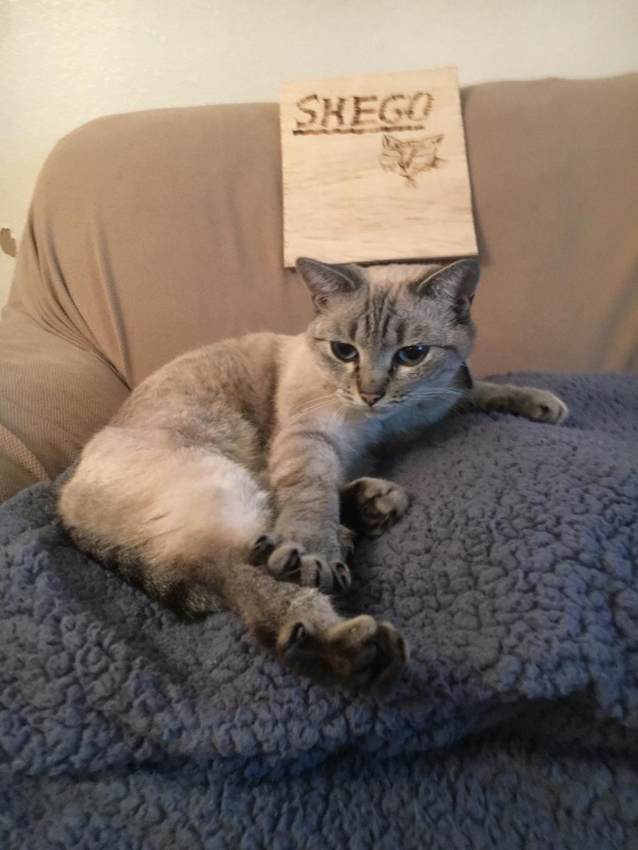 Image of Shego, Lost Cat
