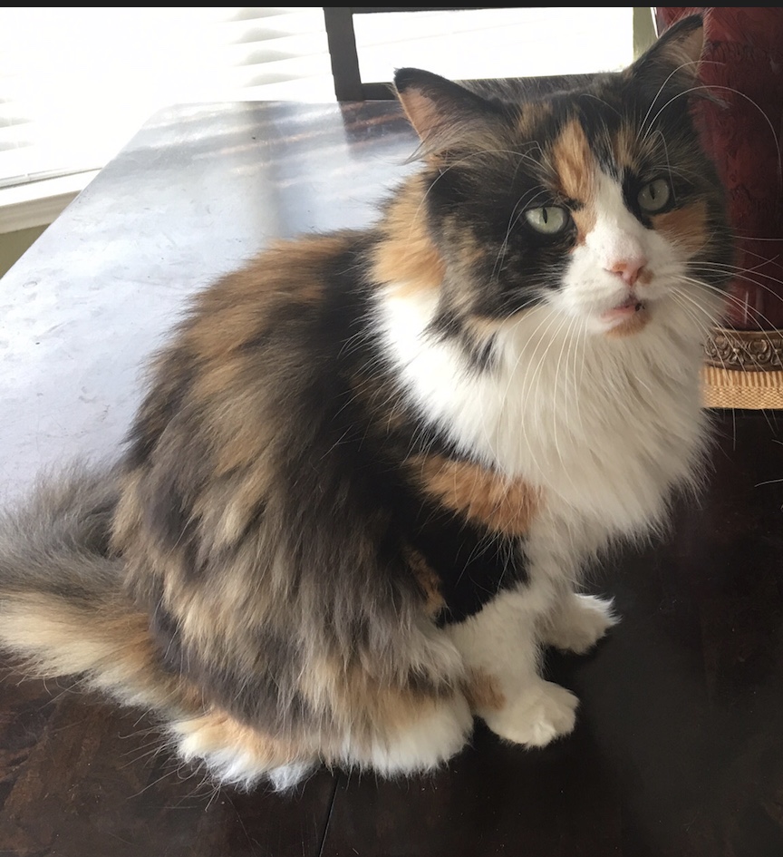 Image of Ophelia, Lost Cat