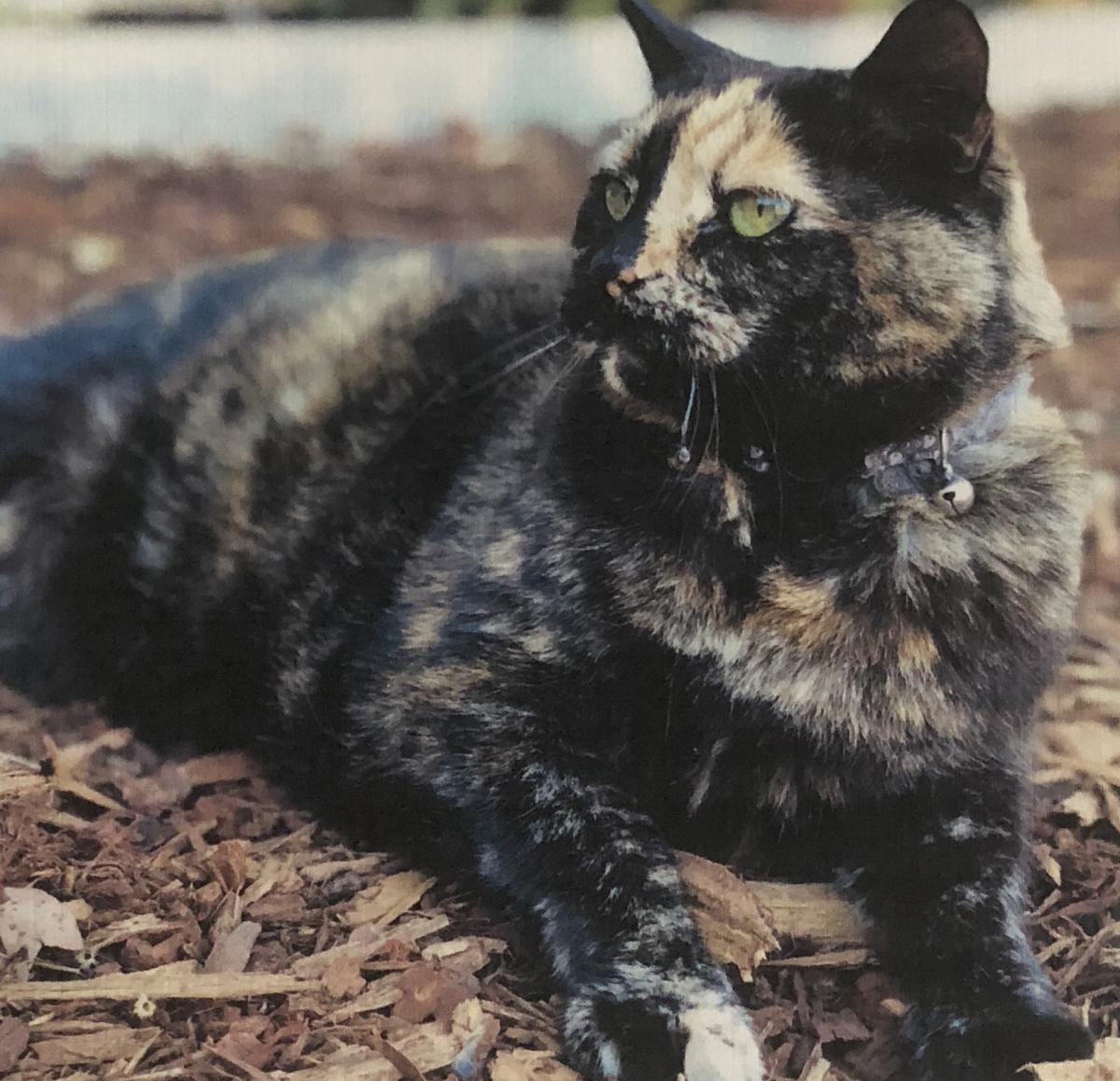 Image of Katara, Lost Cat