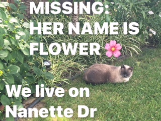 Image of Flower, Lost Cat