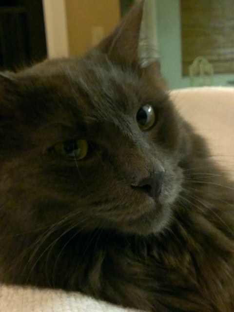 Image of Grey, Lost Cat