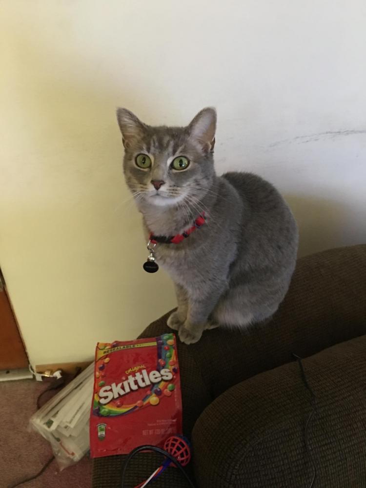 Image of manta (aka Skittles), Lost Cat