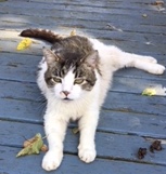 Image of Sammy, Lost Cat