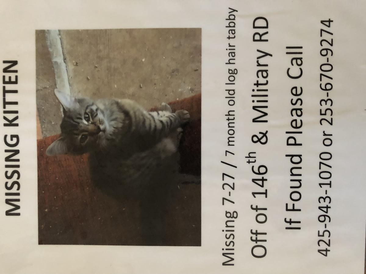 Image of Baby, Lost Cat