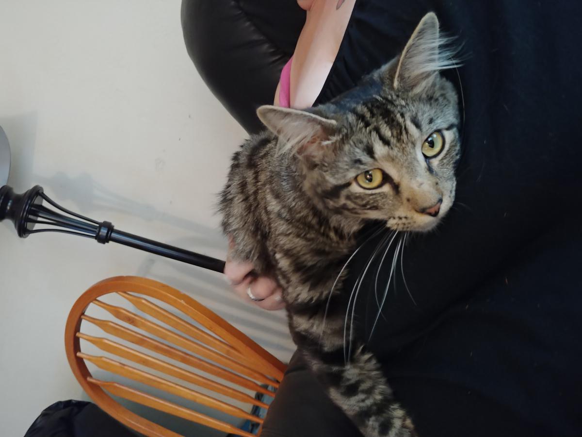 Found Cat Maine Coon in GLADSTONE, OR Lost My Kitty