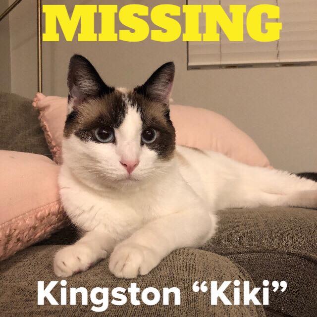 Image of Kingston, Lost Cat