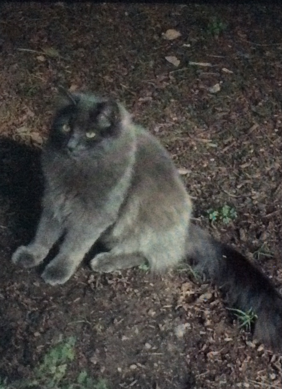 Image of Hugo, Lost Cat