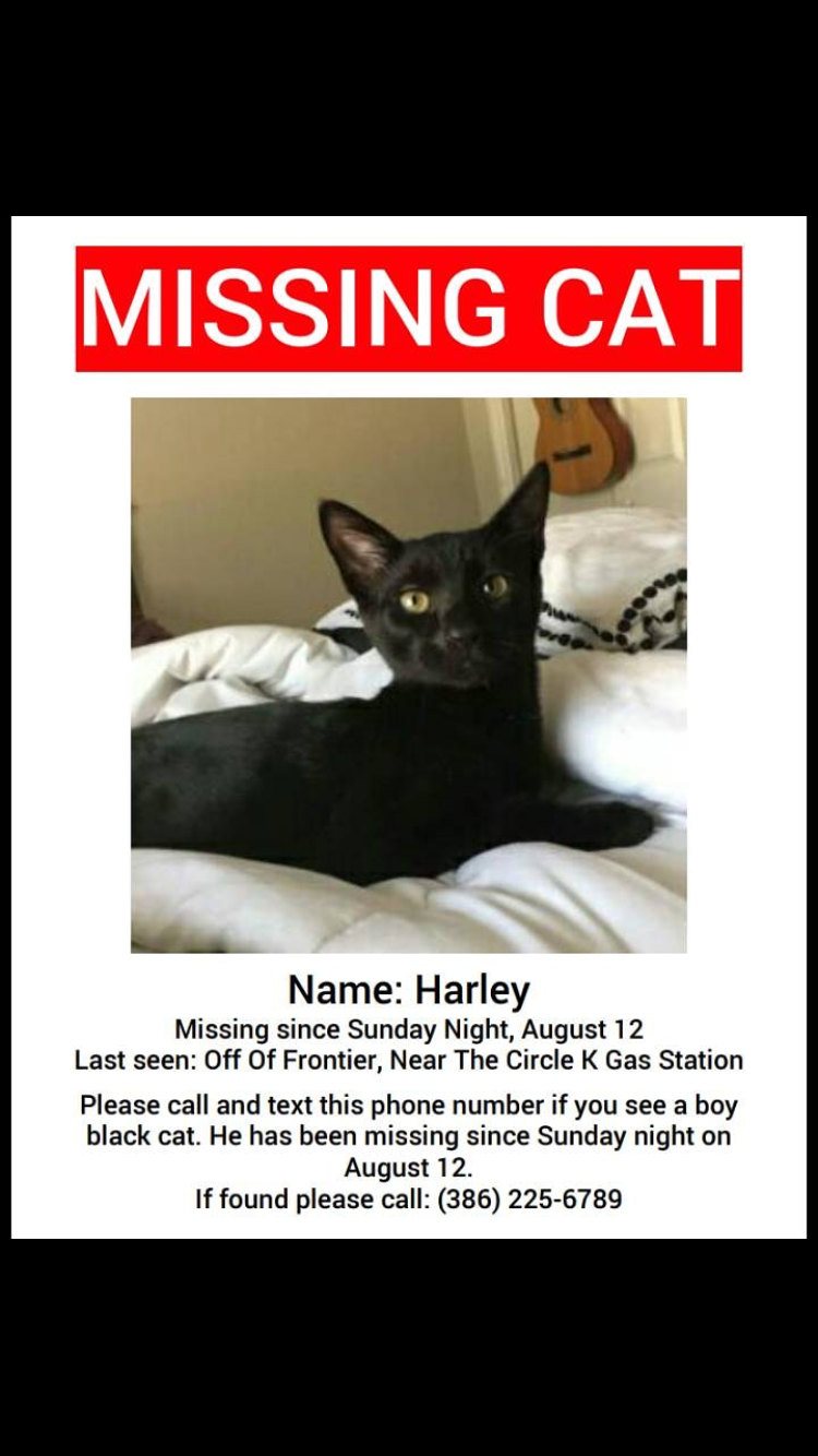 Image of Harley, Lost Cat
