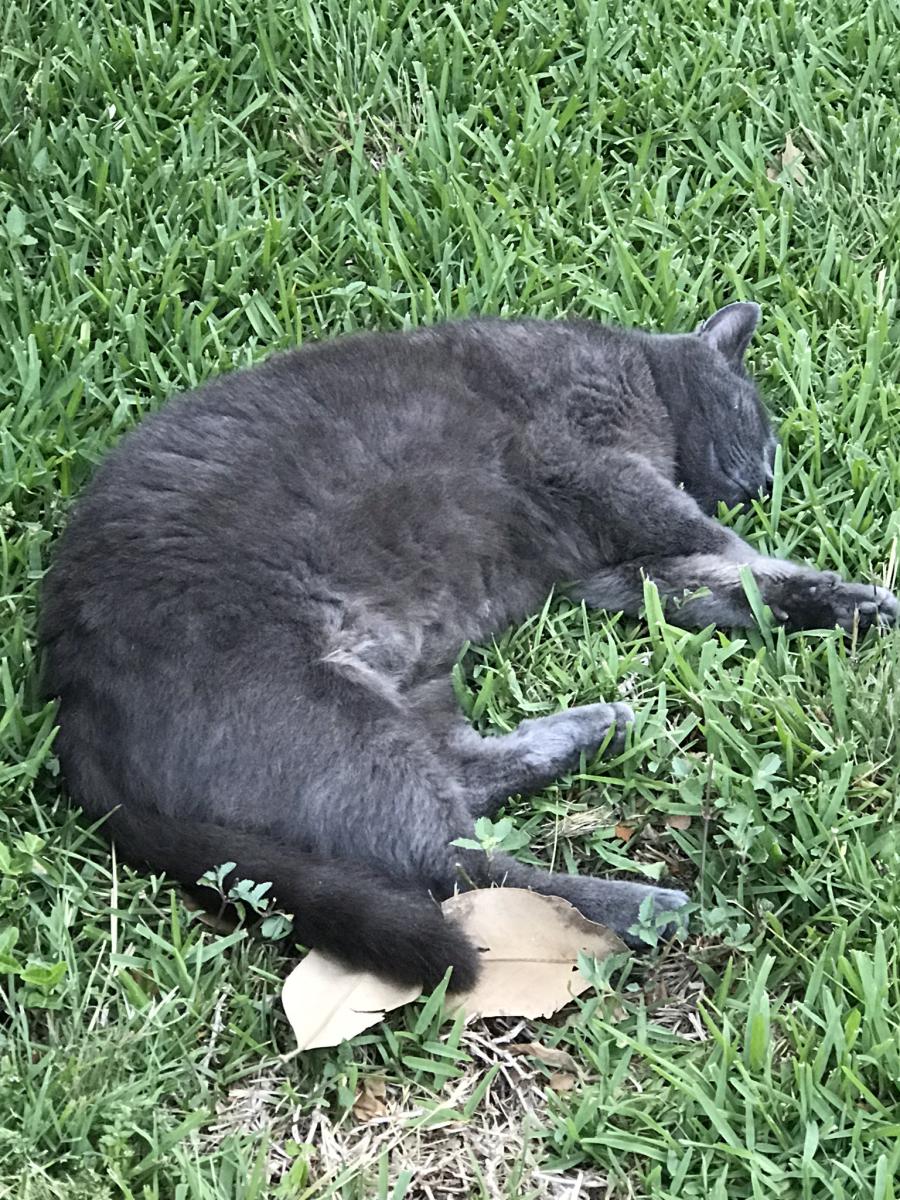 Image of Kitty boy or Zuce, Lost Cat