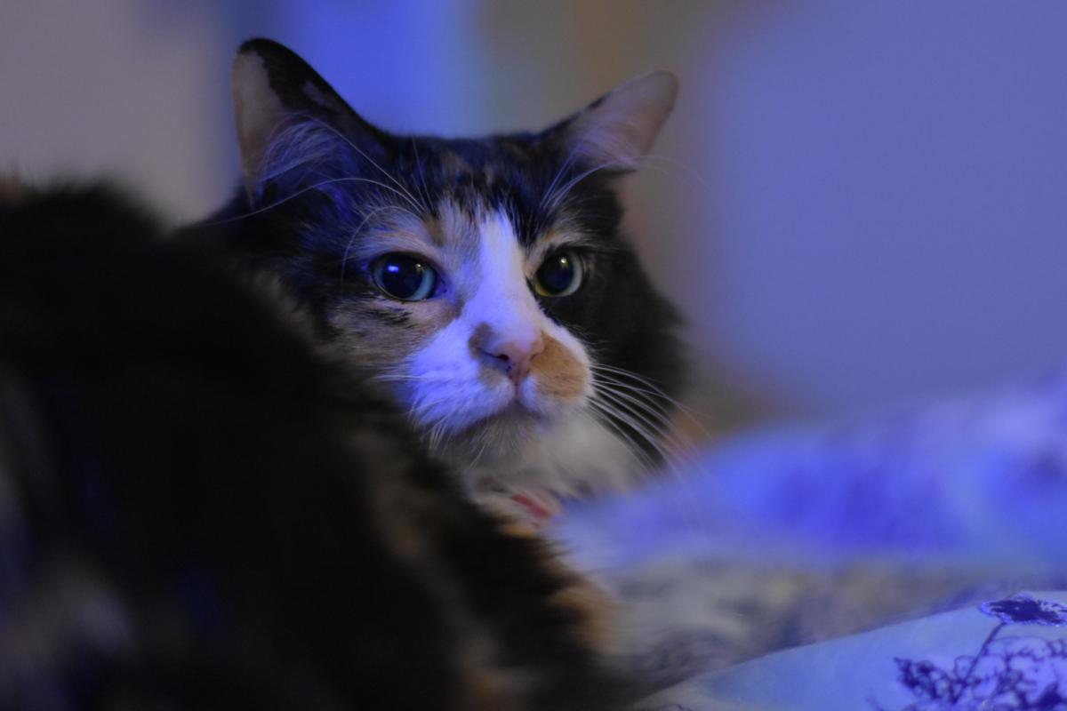 Image of Abi, Lost Cat