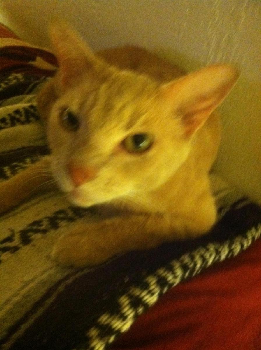 Image of Tibo, Lost Cat