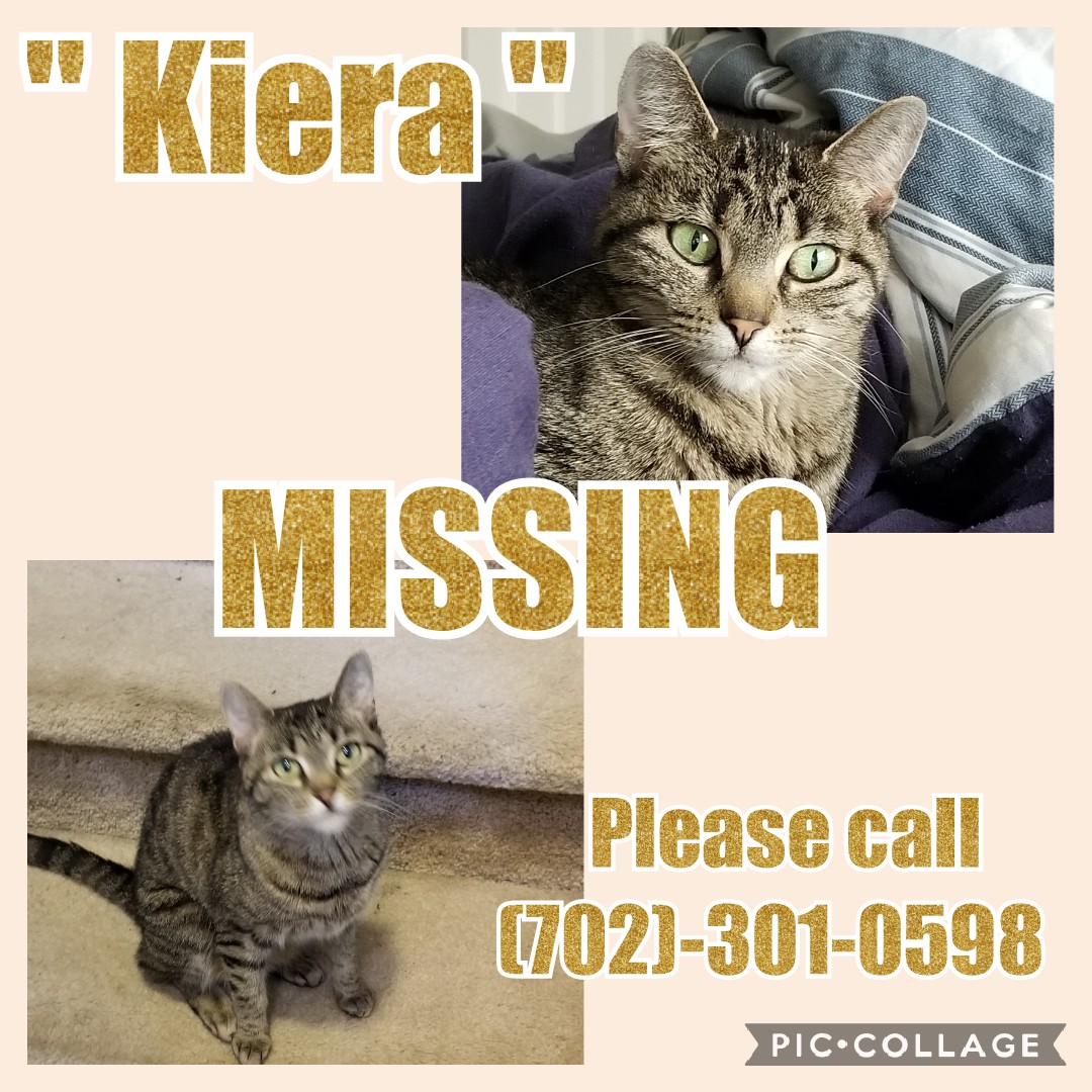 Image of Kiera, Lost Cat