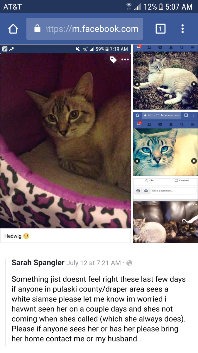 Image of Hedwig, Lost Cat