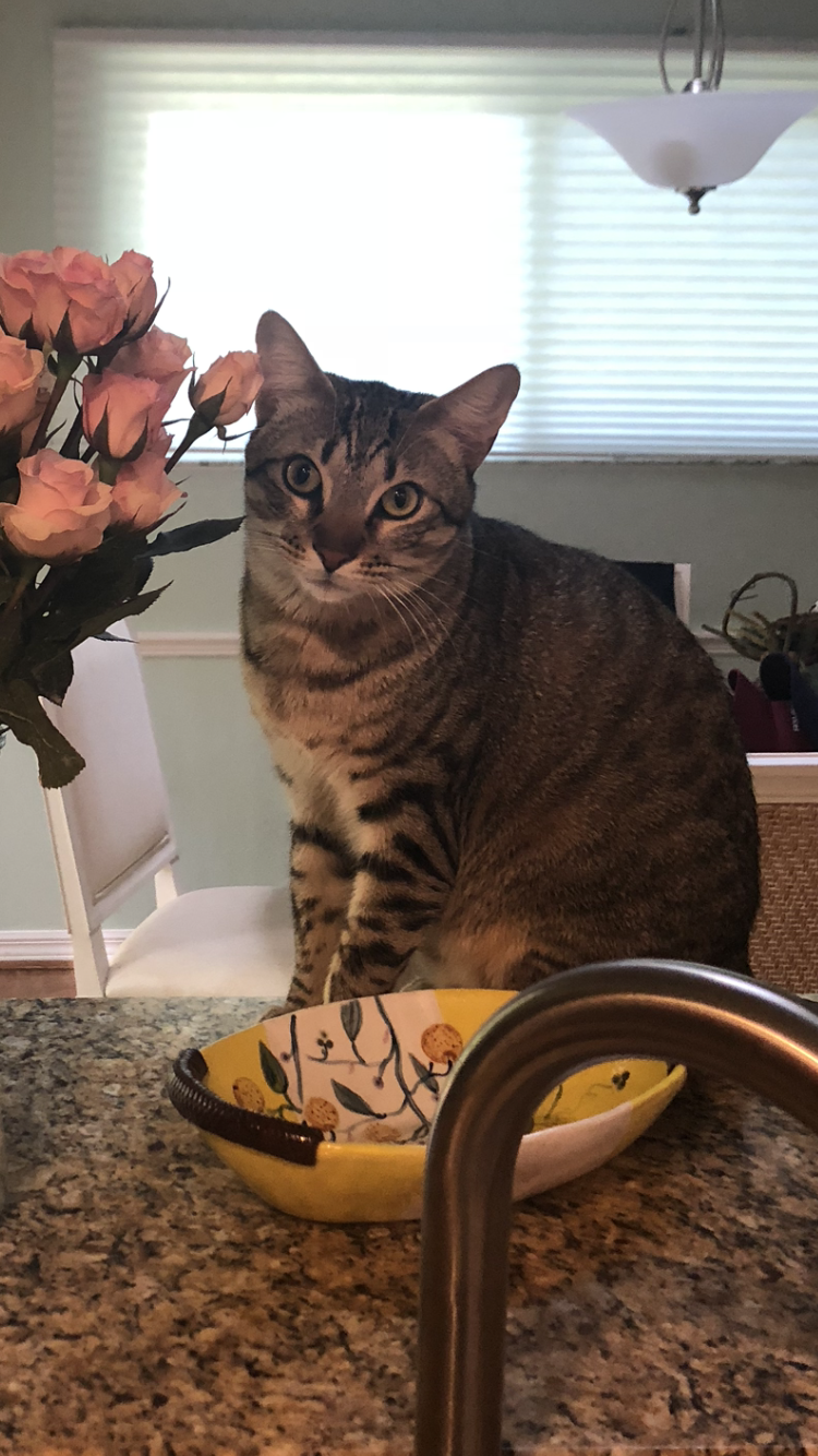 Image of Scooter, Lost Cat