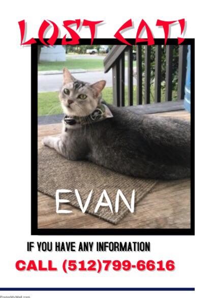 Image of Evan, Lost Cat
