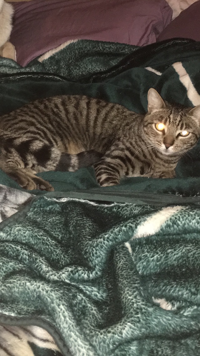 Image of Scotty, Lost Cat