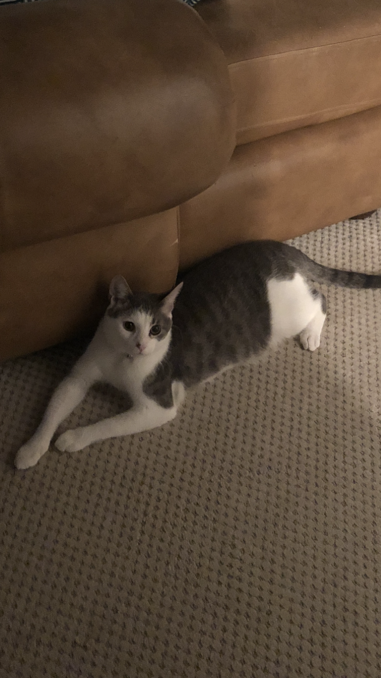 Image of Willie (or Boi/Boy), Lost Cat