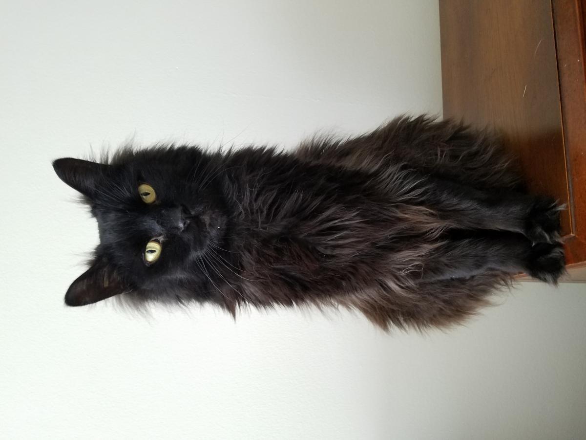 Image of Onyx(scotch), Lost Cat