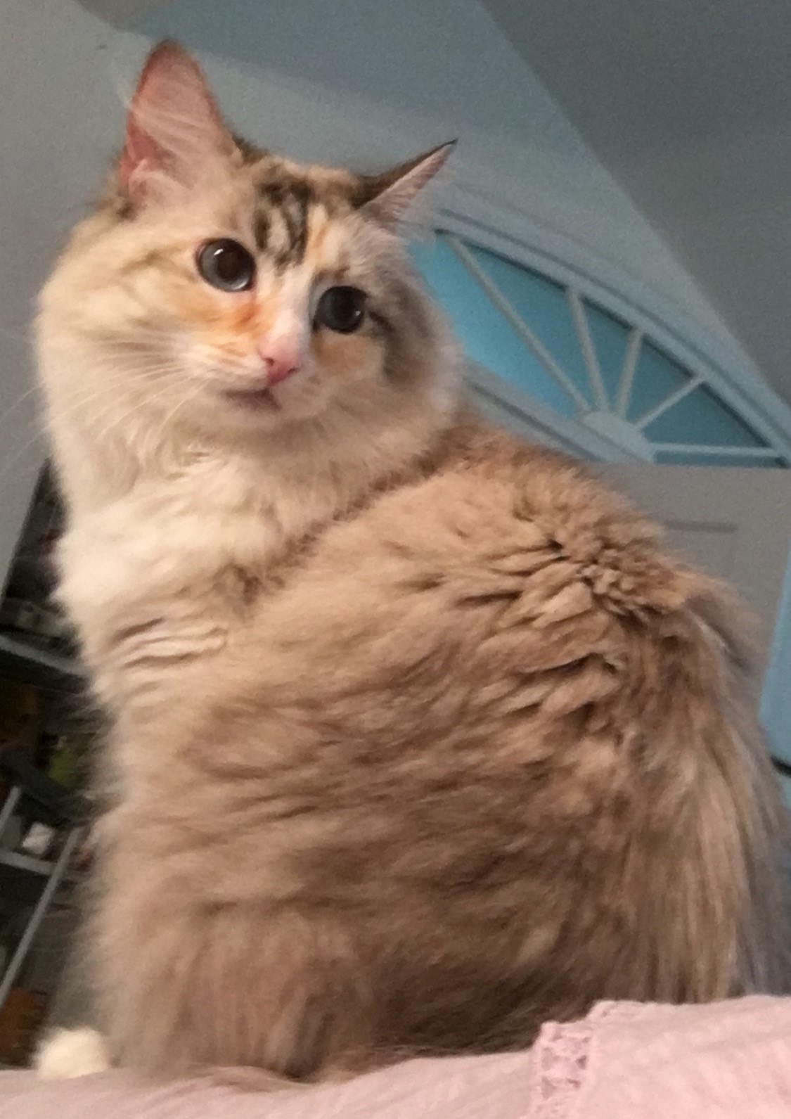 Image of Lydia, Lost Cat