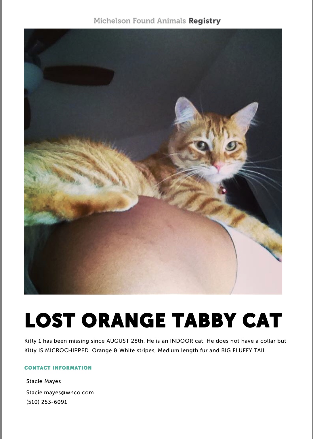 Image of Kitty 1, Lost Cat