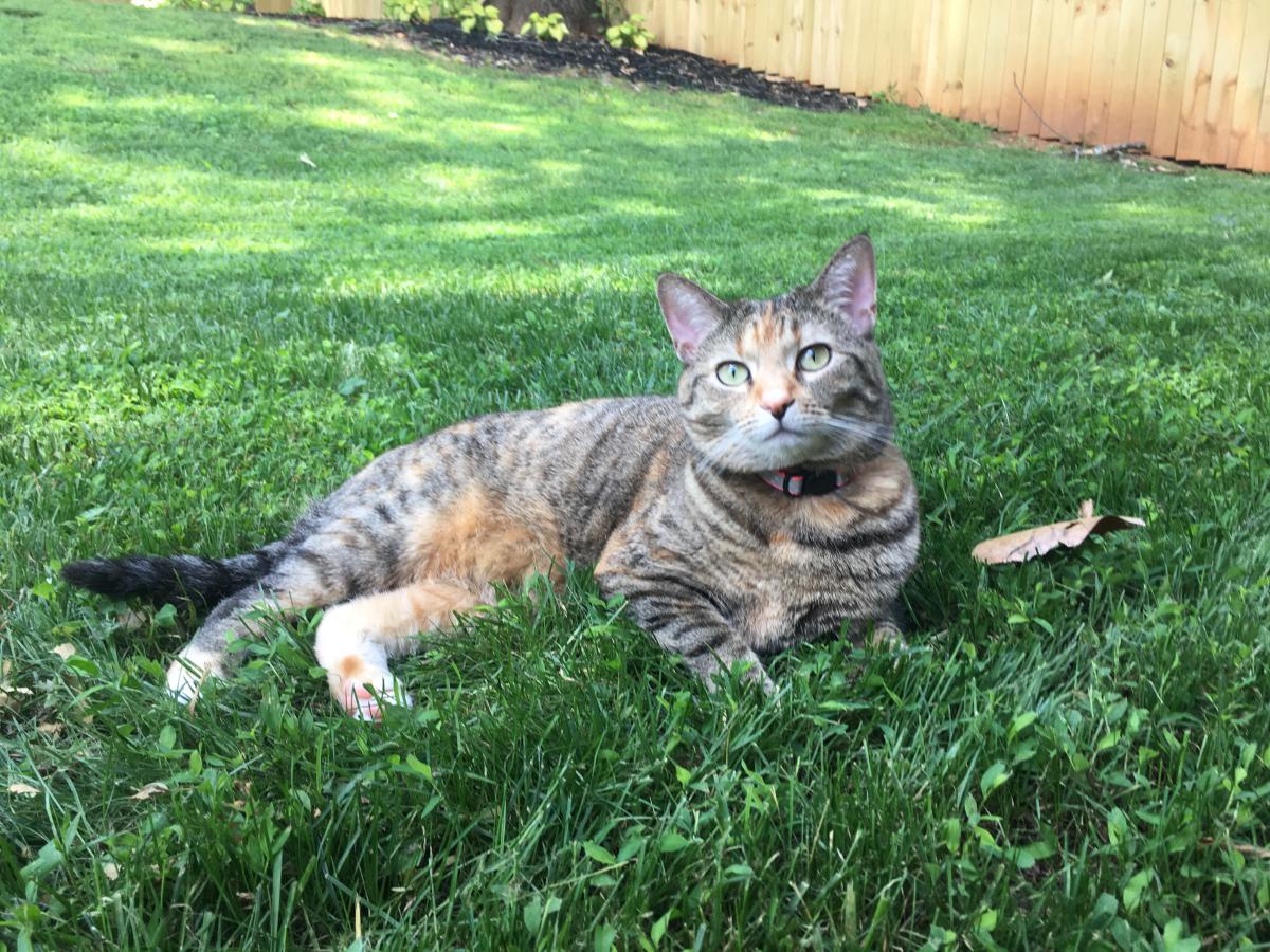 Image of Elly, Lost Cat
