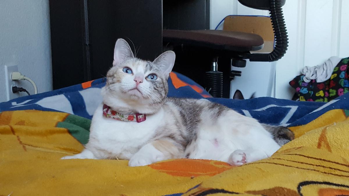 Image of Lilac, Lost Cat