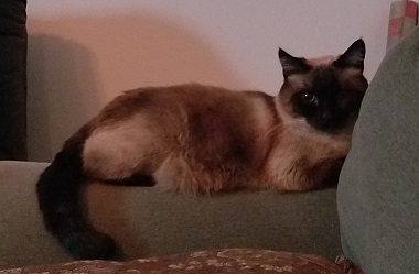 Image of Daphne, Lost Cat