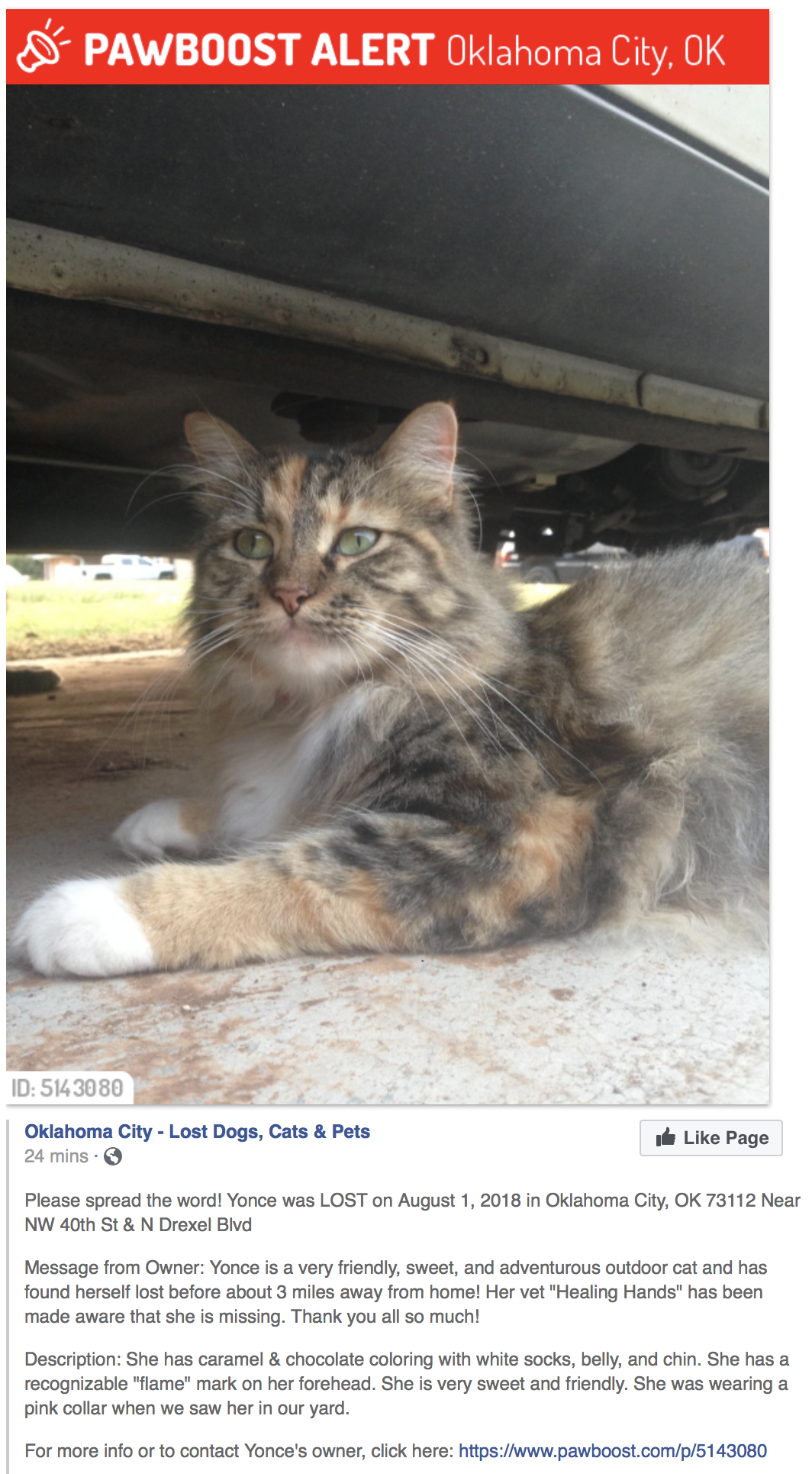 Image of Yonce, Lost Cat